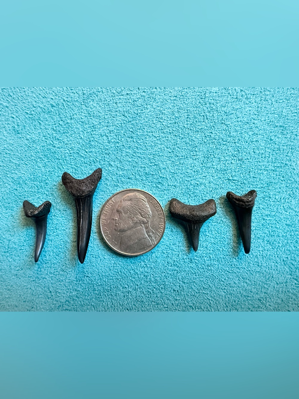 High Quality Shark Teeth For Jewelry Crafting Variety, 4 Teeth